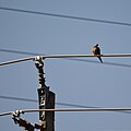 Mourning Dove (Zenaida macroura) - Kitchener, Ontario 2019-07-28.jpg