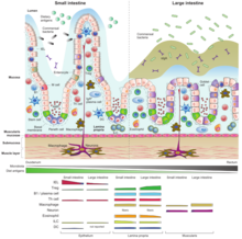 Intestinal microenvironments and niches. Mucosal immunity.png