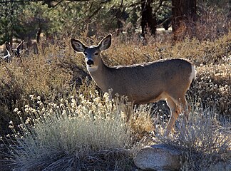 Odocoileus hemionus