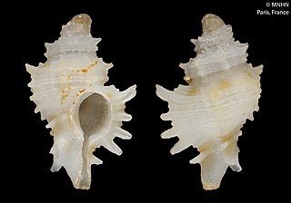 <i>Murexsul charcoti</i> Species of gastropod