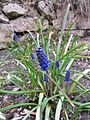 Muscari neglectum (ru:) (en:) (de:) (lv:)