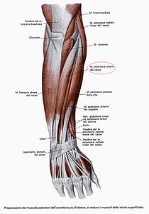 Muscoli posteriori superficiali di avambraccio.jpg