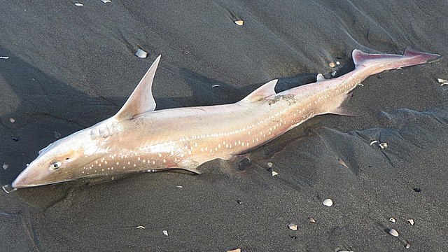 Spotted estuary smooth-hound - Wikipedia