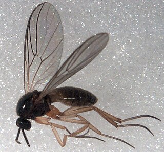<i>Mycetobia</i> Genus of flies