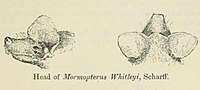 Miniatura para Myopterus whitleyi