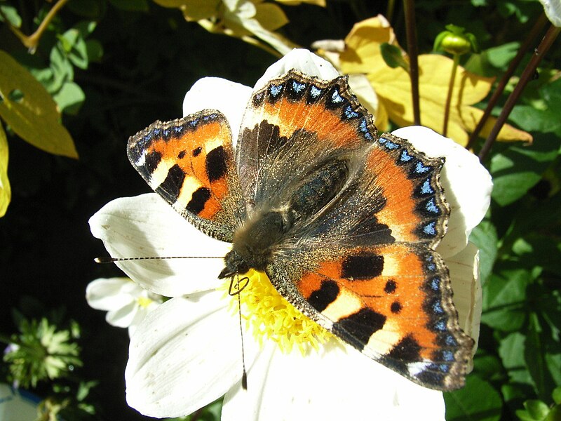 File:Nässelfjärilpåblomma.JPG