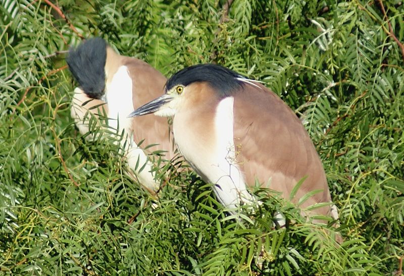 File:Nankeen Night Herons.jpg