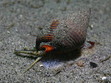 A living Nassarius, or nassa mud snail Nassarius tiarula.jpg