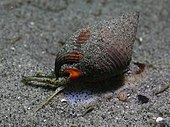 A living Nassarius fossatus, or channeled basket snail Nassarius tiarula.jpg