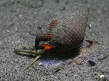 The sea snail Nassarius fossatus is a scavenger. Siphon on the left Nassarius tiarula.jpg