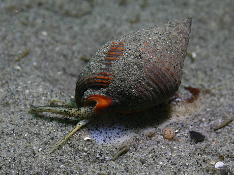 Hypsogastropoda