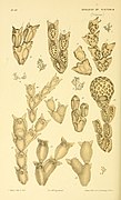 Natural history of Victoria (Pl. 89) (5998288669).jpg