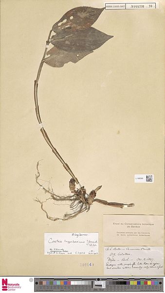 File:Naturalis Biodiversity Center - L.1480360 - Costus tappenbeckianus J.Braun and K.Schum. - Zingiberaceae - Plant type specimen.jpeg