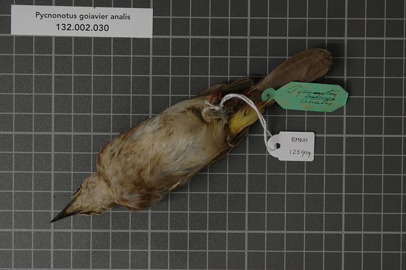 File:Naturalis Biodiversity Center - RMNH.AVES.125919 2 - Pycnonotus goiavier analis (Horsfield, 1821) - Pycnonotidae - bird skin specimen.jpeg