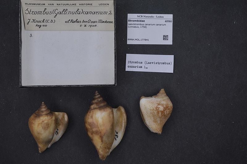 File:Naturalis Biodiversity Center - RMNH.MOL.177841 - Laevistrombus canarium canarium (Linnaeus, 1758) - Strombidae - Mollusc shell.jpeg