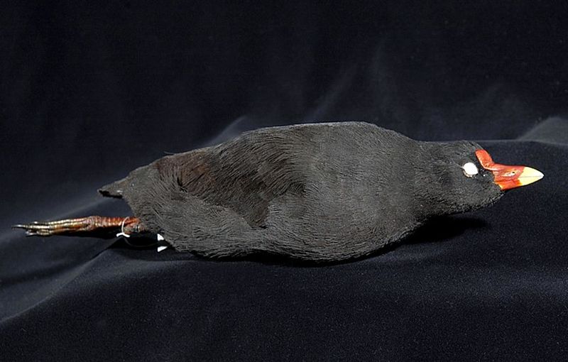 File:Naturalis Biodiversity Center - ZMA.AVES.52640 - Gallinula nesiotis comeri Allen, J.A. , 1892 - Rallidae - skin specimen.jpeg