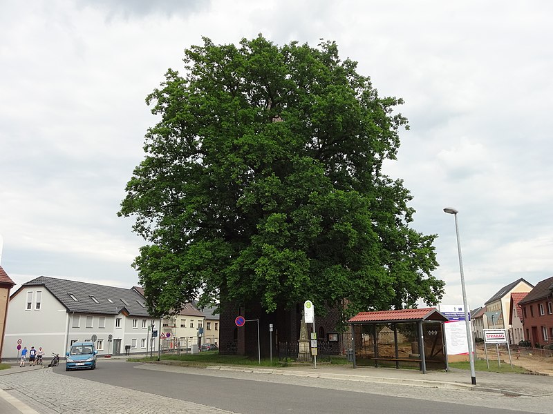 File:Naturdenkmal stieleiche an der kirche großkoschen 2018-05-10 (2).jpg