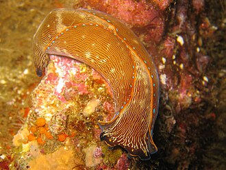 N. inermis with a yellow base color Navanax inermis.JPG