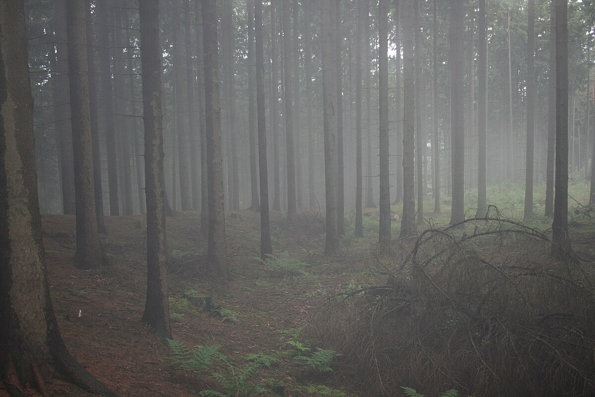 File Nebel Wald Loermund Jpg Wikimedia Commons