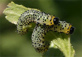 <i>Nematus ribesii</i> Species of sawfly