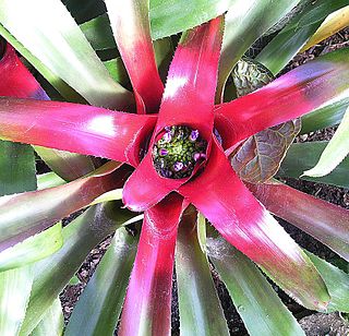 <i>Neoregelia olens</i> Species of flowering plant