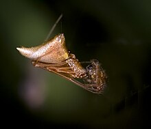 Neospintharus trigonum eating meal