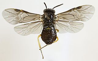 <i>Nesoselandria morio</i> Species of sawfly