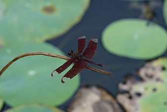 Fulvous Forest Skimmer Neurothemis fulvia