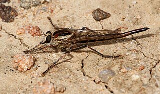 <i>Alcimus</i> (fly) Genus of flies