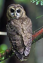 The symbol of Farfield is an owl Northern Spotted Owl.USFWS.jpg