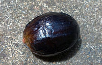 Seed of nutmeg contains trimyristin Nutmeg seed.jpg
