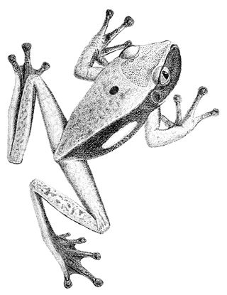 <i>Nyctimantis rugiceps</i> Genus of amphibians