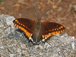 Tigrislepke (Charaxes jasius)