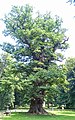 Great Oak from Ivenack, Germany