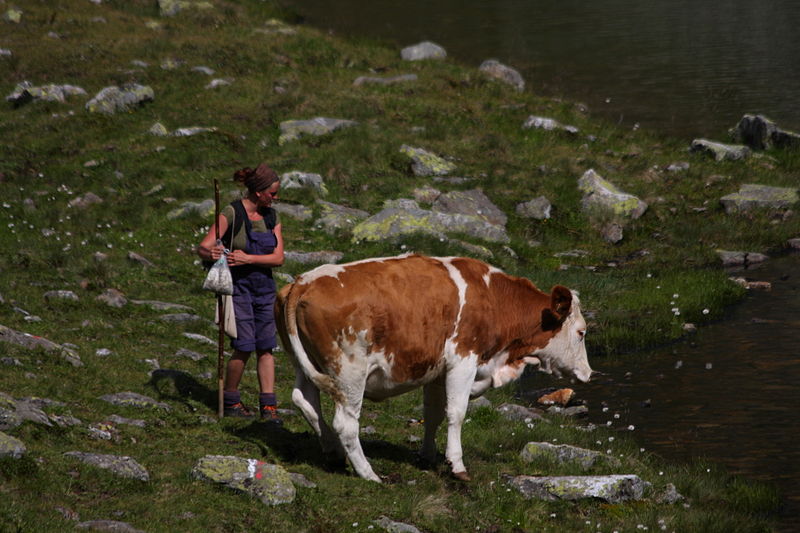 File:Oberer Landschitzsee020.JPG