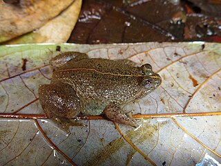 <span class="mw-page-title-main">Sulawesian puddle frog</span> Species of amphibian