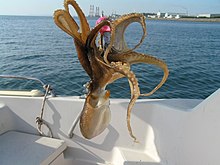 Octopus ocellatus (аулау) .jpg