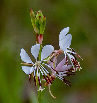 <i>Oenothera suffulta</i> Species of plant