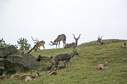 Offroad Safari v ZOO Dvůr Králové 28.5.2016