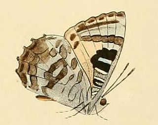 <i>Ogyris oroetes</i> Species of butterfly