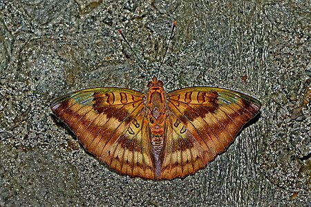 Dorsal view (Male)