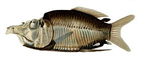 Opisthoproctus grimaldii.jpg