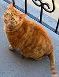 Thumbnail for File:Orange Tabby Cat On Balcony.jpg