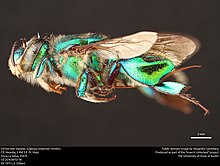 Abeille orchidée (Apidae, Euglossa imperialis (Smith)) (36989836925) .jpg