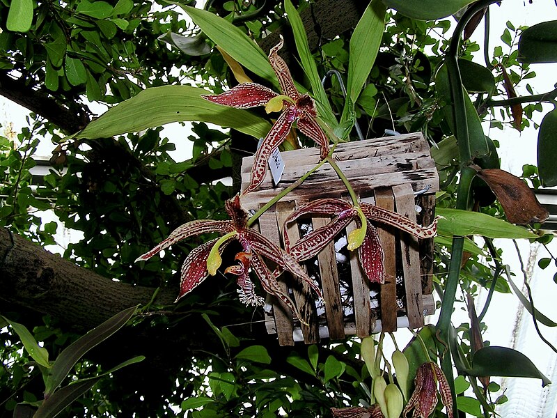 File:Orchidaceae Paphinia litensis 2.jpg