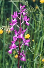 Orchis laxiflora2.jpg