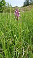 Orchis militaris Germany - Dettenheim