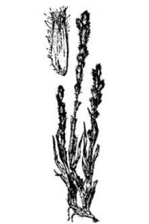 <i>Orcuttia pilosa</i> species of plant