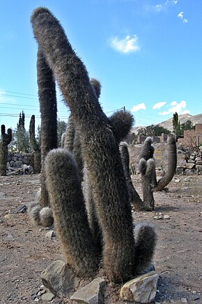 A kép leírása Oreocereus celsianus.  Cactus.JPG.