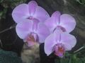 Phalaenopsis hybrid